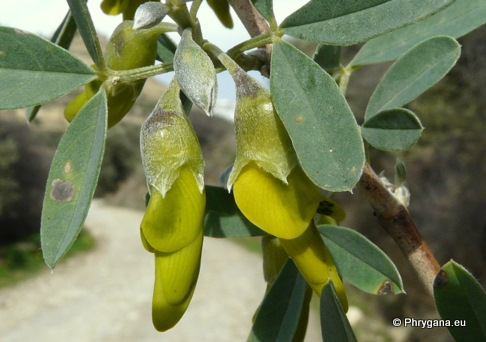 Anagyris foetida L.