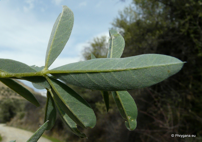 Anagyris foetida L.