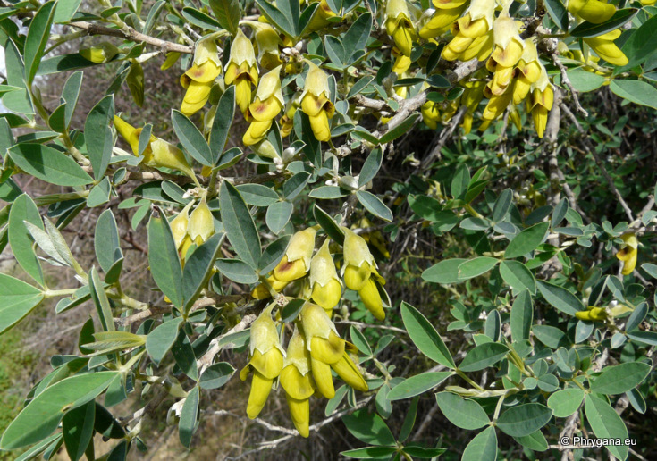 Anagyris foetida L.