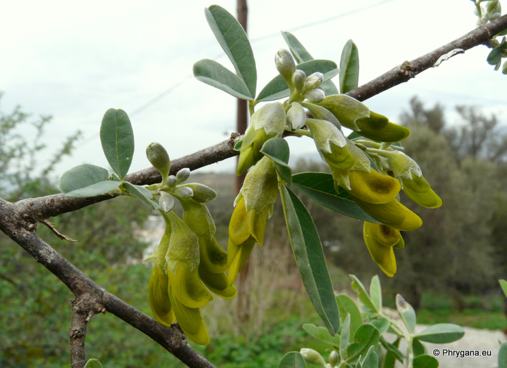 Anagyris foetida L.