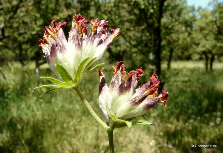Anthyllis vulneraria subsp. rubriflora  (DC.) ARCANG.