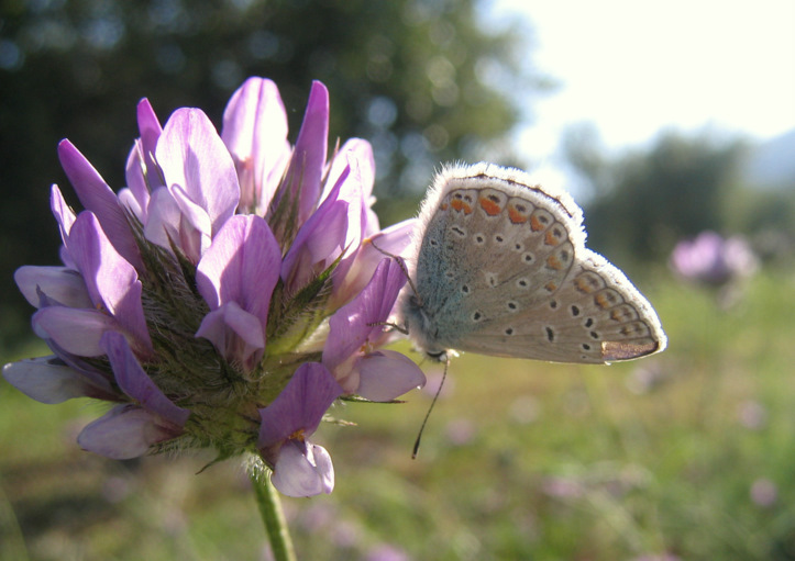 Bituminaria bituminosa (L.) STIRTON