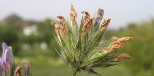 Bituminaria bituminosa (L.) STIRTON