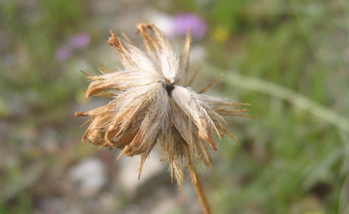 Bituminaria bituminosa (L.) STIRTON