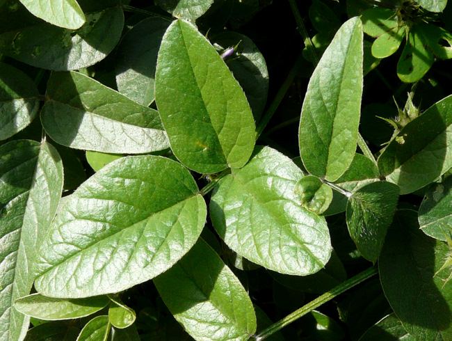 Bituminaria bituminosa (L.) STIRTON