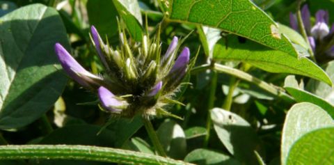 Bituminaria bituminosa (L.) STIRTON