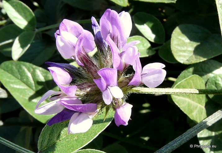 Bituminaria bituminosa (L.) STIRTON