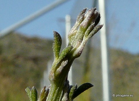 Calicotome villosa (POIR.) LINK