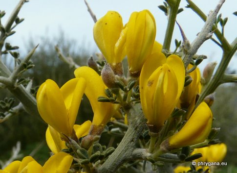 Calicotome villosa (POIR.) LINK