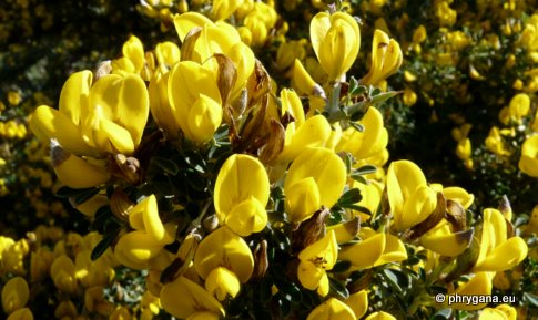 Calicotome villosa (POIR.) LINK