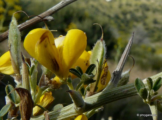 Calicotome villosa (POIR.) LINK