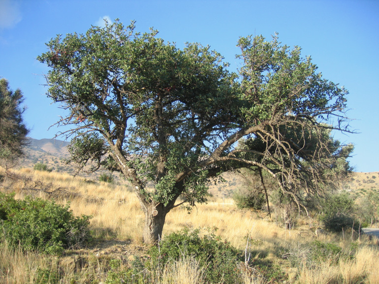 Ceratonia siliqua L.