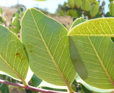 Ceratonia siliqua L.