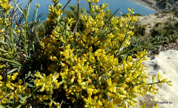 Genista acanthoclada subsp. acanthoclada DC.