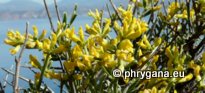 Genista acanthoclada subsp. acanthoclada DC.