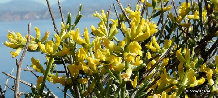 Genista acanthoclada subsp. acanthoclada DC.