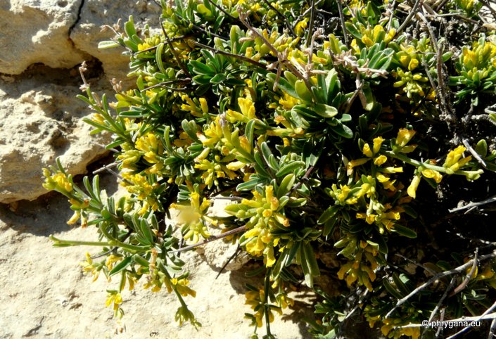 Genista acanthoclada subsp. acanthoclada DC.