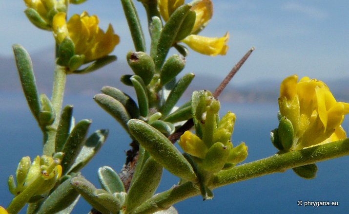 Genista acanthoclada subsp. acanthoclada DC.