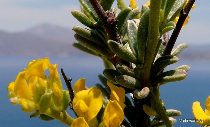 Genista acanthoclada subsp. acanthoclada DC.