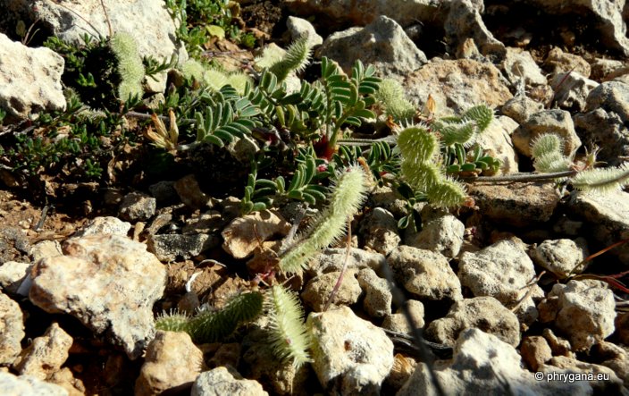 Hedysarum spinosissimum L. supsp. spinosissimum