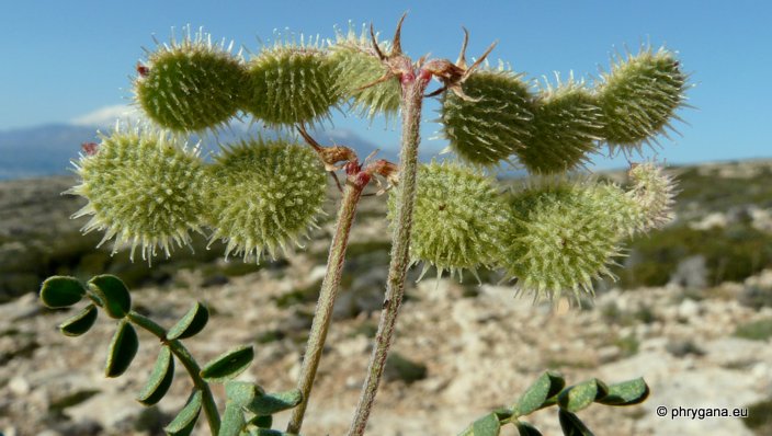 Hedysarum spinosissimum L. supsp. spinosissimum