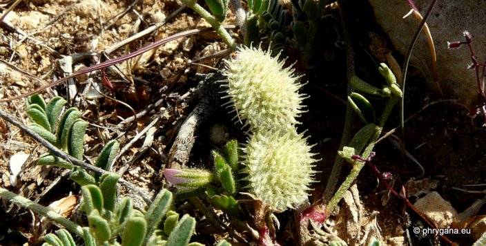 Hedysarum spinosissimum L. supsp. spinosissimum