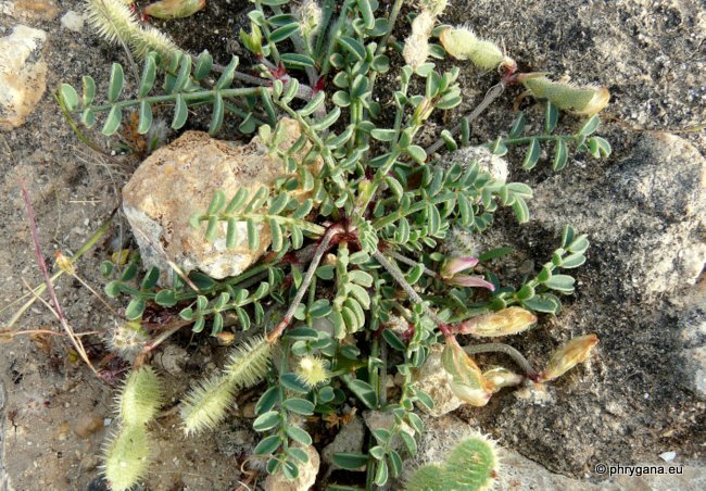 Hedysarum spinosissimum L. supsp. spinosissimum