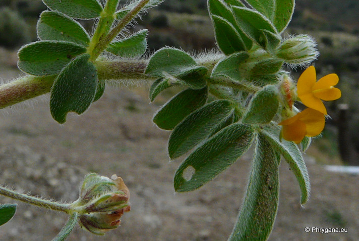  Hymenicarpos circinnatus (L.) SER.