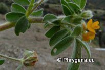 Hymenicarpos circinnatus (L.) SAVI