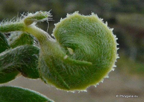  Hymenicarpos circinnatus (L.) SER.