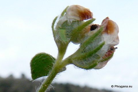  Hymenicarpos circinnatus (L.) SER.