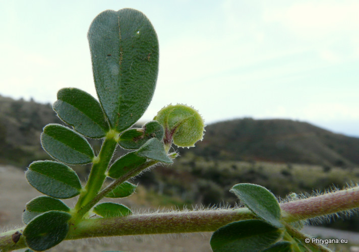  Hymenicarpos circinnatus (L.) SER.