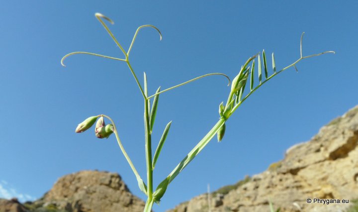 Lathyrus clymenum L.