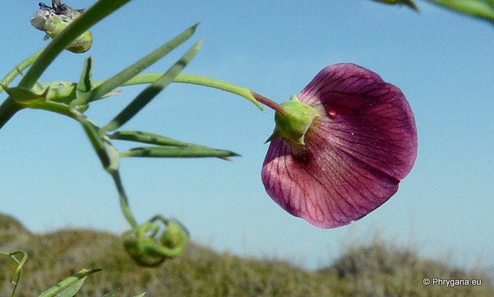 Lathyrus clymenum L.