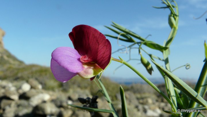 Lathyrus clymenum L.