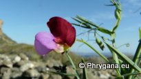 Lathyrus clymenum L.