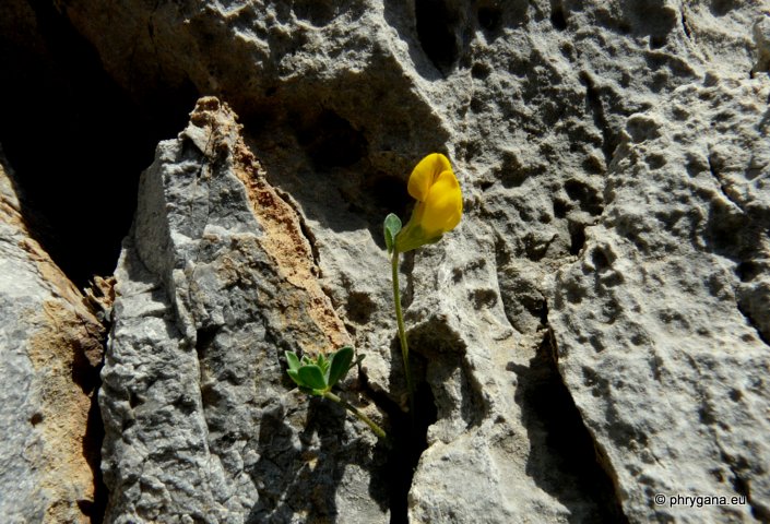 Lotus cytisoides L.