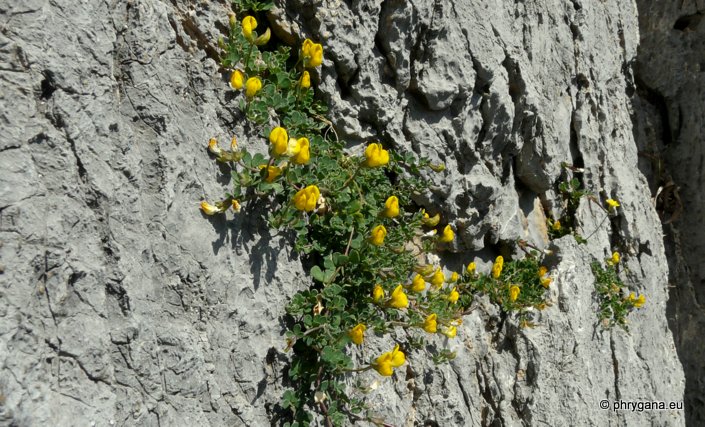 Lotus cytisoides L.