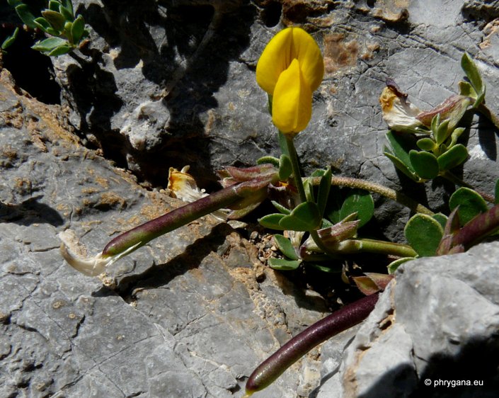 Lotus cytisoides L.