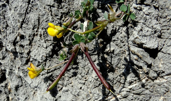 Lotus cytisoides L.