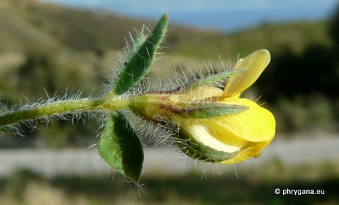 Lotus edulis L.