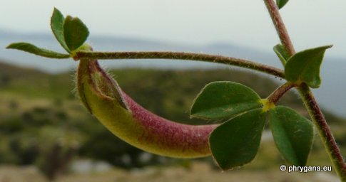 Lotus edulis L.