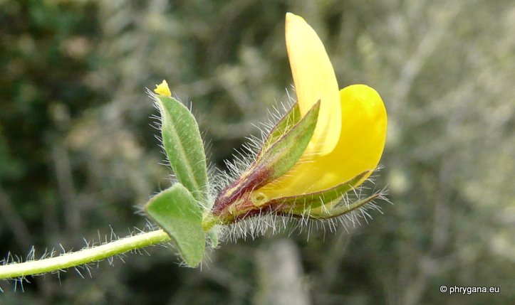 Lotus edulis L.