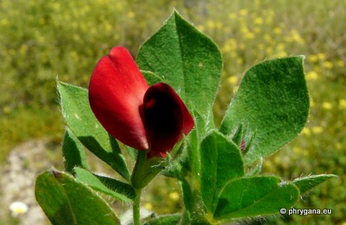 Lotus tetragonolobus L.