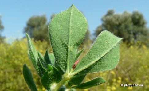 Lotus tetragonolobus L.