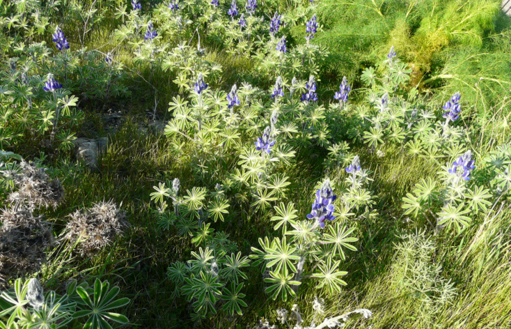 Lupinus pilosus L.