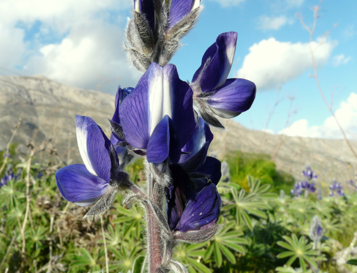 Lupinus pilosus L.