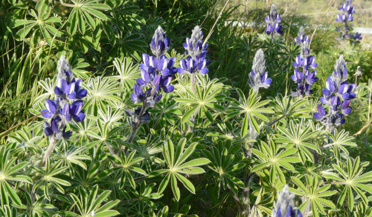 Lupinus pilosus L.