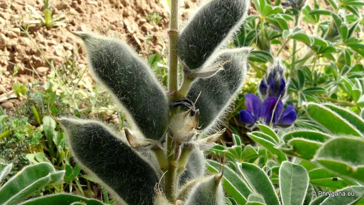 Lupinus pilosus L.