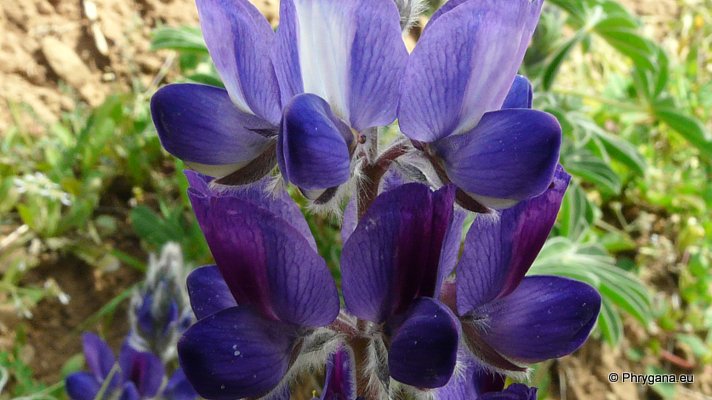 Lupinus pilosus L.